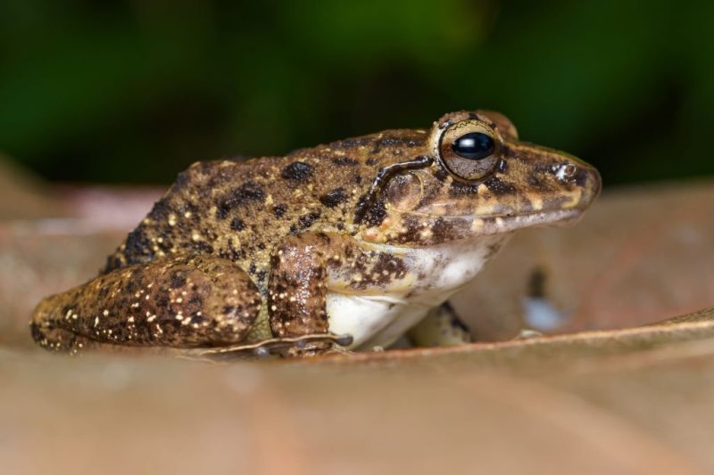 Carara National Park of Costa