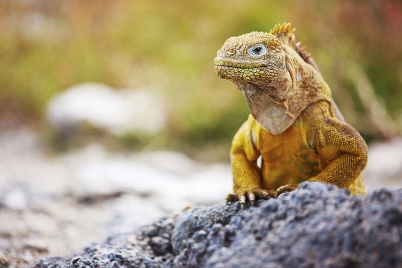 iguana