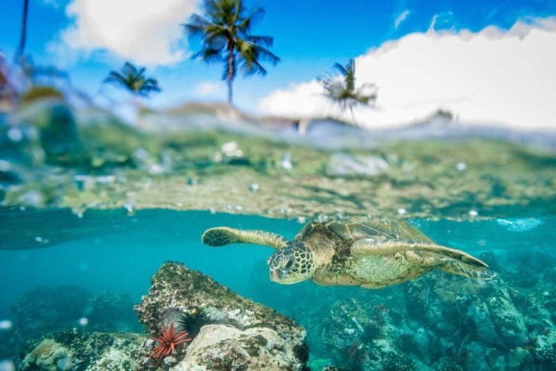 turtle in clear water