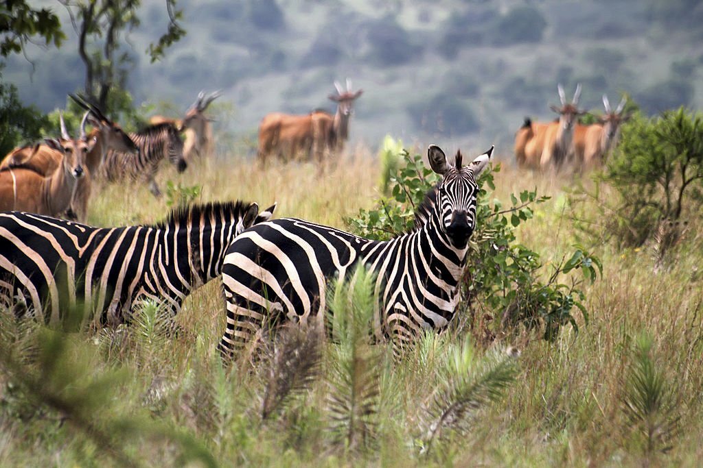 Rwanda Safari