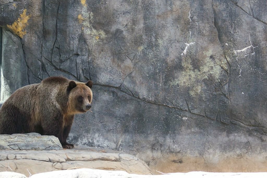 Bear at Tulsa Zoo